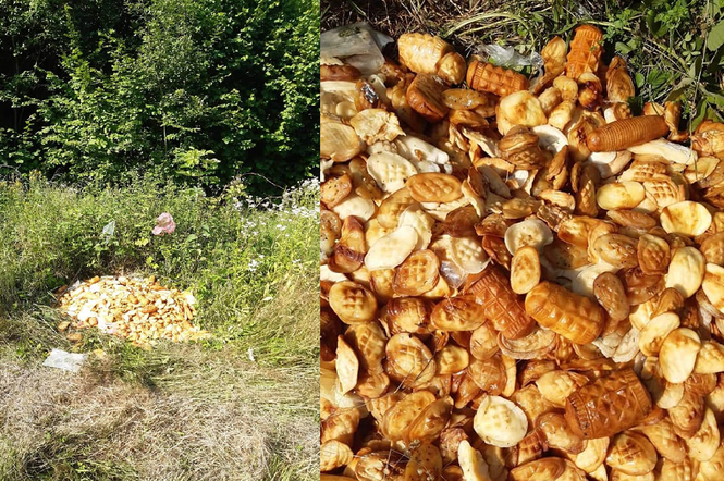 Straż Leśna:  Stanowiły śmiertelne zagrożenie dla zwierząt! Ktoś wyrzucił kilkanaście kilogramów serków w lesie! 