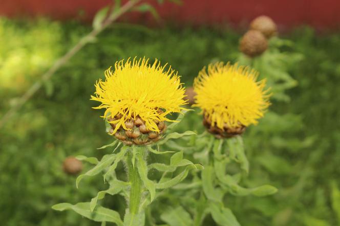 Chaber wielkokwiatowy - Centaurea macrocephala