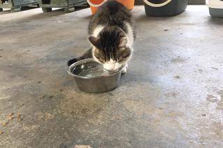 Bydgoskie schronisko znajduje się przy ul. Grunwaldzkiej