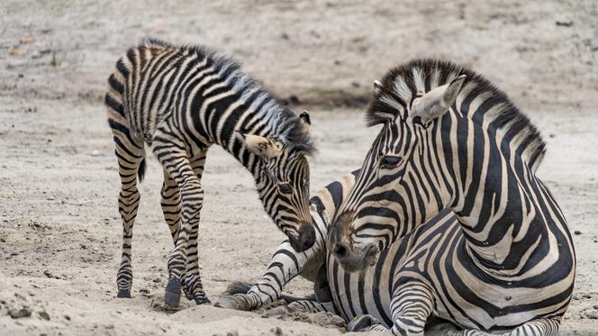 Zebra Chapmana