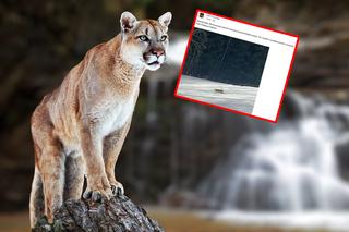 Puma grasuje pod Nowym Sączem?! Strażacy opublikowali zdjęcie, leśnicy szukają tropów