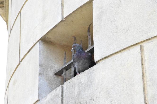 Eksmitują gołębie z "Grubej Kaśki" na czas remontu