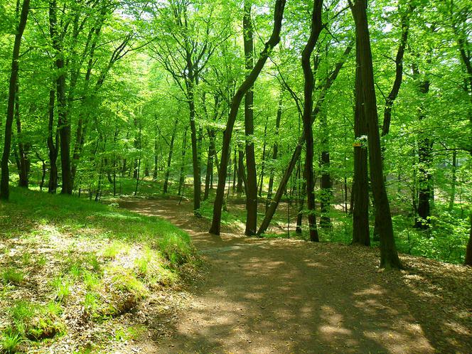 Arboretum w Raciborzu