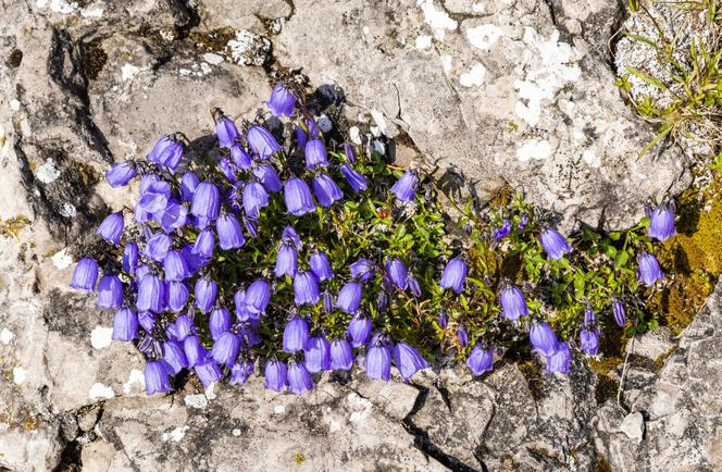 Dzwonek drobny  - Campanula cochleariifolia