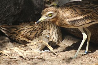 Pisklę kulona wykluło się w warszawskim ZOO 