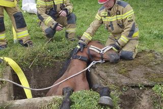 Strzyżów. Koń w dole