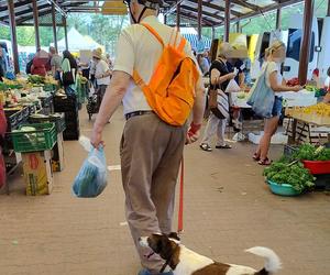 Korwin-Mikke na zakupach