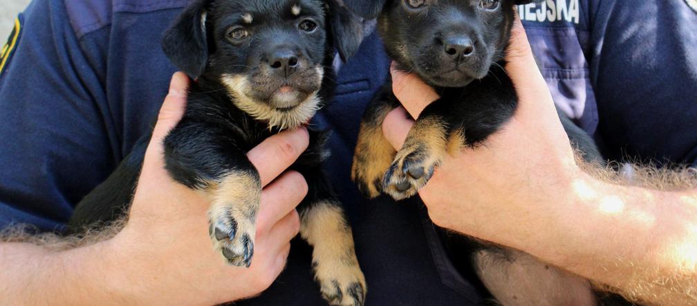 Kojarzysz szczeniaki ze zdjęć?