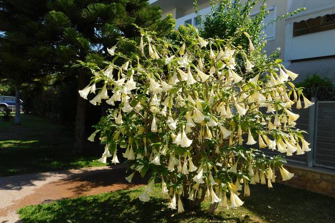 Datura lubi ciepło