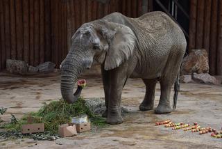 Toksyczne siano omal nie otruło słoni i nosorożców w poznańskim zoo