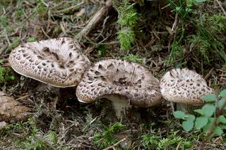 Sarniak dachówkowaty