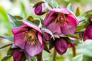 Byliny do cienia i półcienia