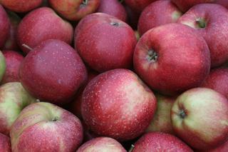 Jabłoń domowa 'Jonagold Decosta' - Malus domestica 'Jonagold Decosta'