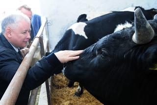 Jarosław Kaczyński przerywa kampanię, żeby...