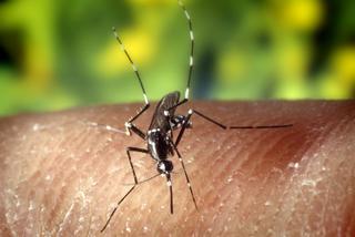 Plaga komarów w Warszawie: Oprysków nie będzie! [AUDIO]