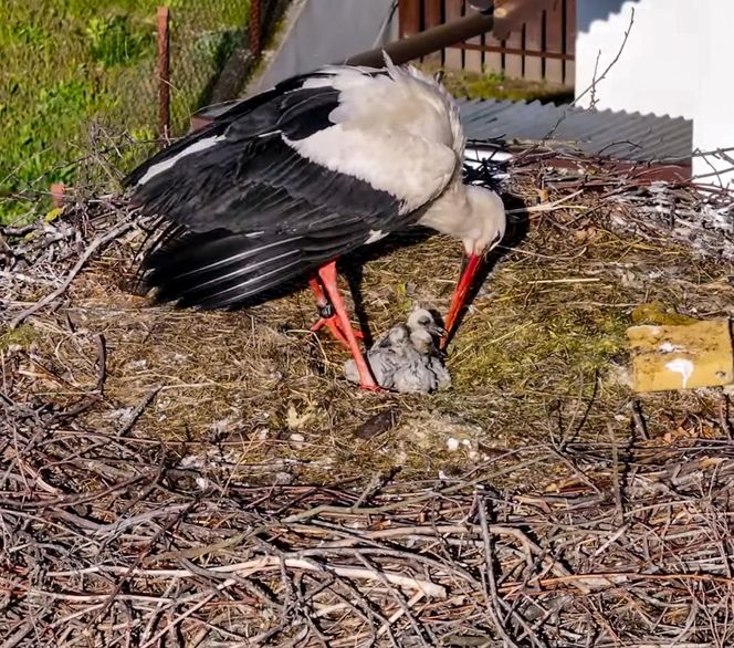 Deszcz uszkodził dom bocianiej rodziny w Krutyni