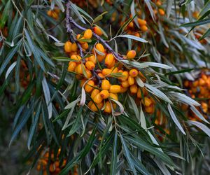 Olej z rokitnika – właściwości, działanie i przeciwwskazania. Jak stosować olej z rokitnika?