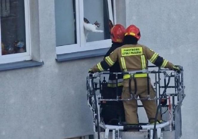 Łódzcy strażacy uratowali kota. Oto, dlaczego nie należy zostawiać uchylonego okna