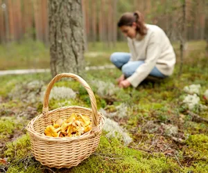 Grzyby za 500 złotych. Tyle kosztuje ten błąd 