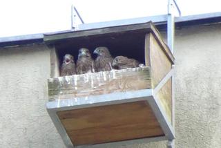 Kot predator polował na dachu wieżowca