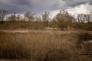 Więcej chmur i chłód. Prognoza na piątek [Pogoda Toruń 18.03.2022]