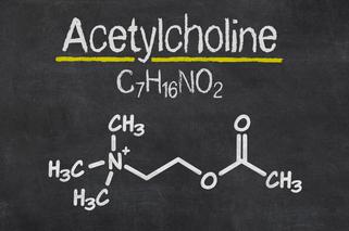Acetylocholina - jeden z najważniejszych neuroprzekaźników w układzie nerwowym