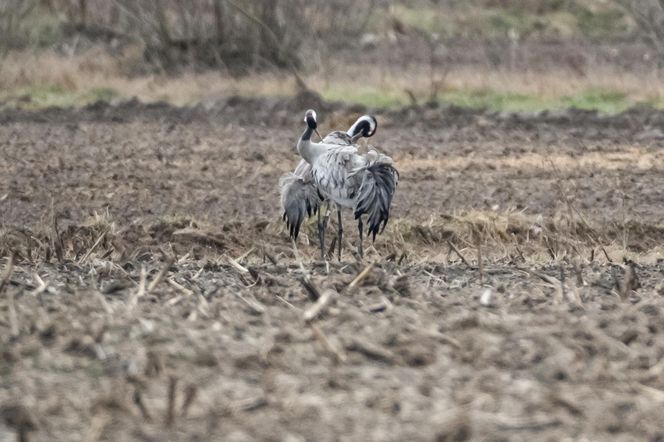 Żurawie powróciły do Poleskiego Parku Narodowego