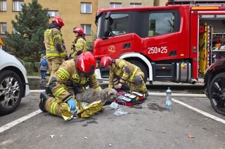 Bohaterska postawa strażaków z Krakowa. Uratowali zwierzęta z płonącego mieszkania 