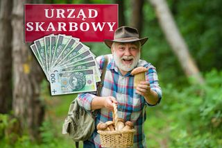 Skarbówka bierze się za grzybiarzy! Jaki jest podatek za zbieranie grzybów? 