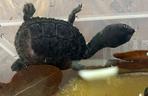 W warszawskim ZOO przyszedł na świat malutki żółwik