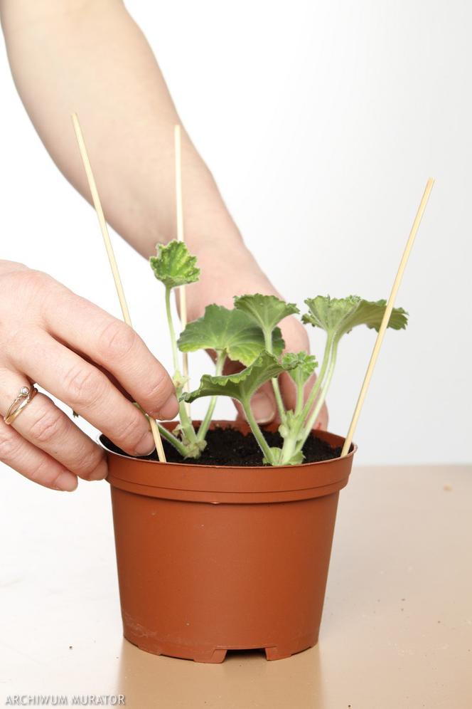 Sadzonkowanie pelargonii