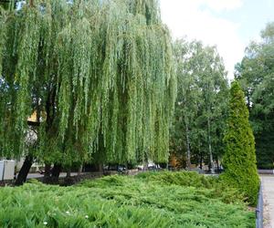 Plac Mordechaja Tenenbauma. To część Skweru przy Żabiej w Białymstoku