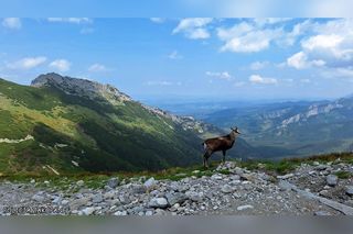 Policja i straż parku będzie prowadzić patrole na szlakach w Tatrach
