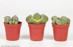 Lithops