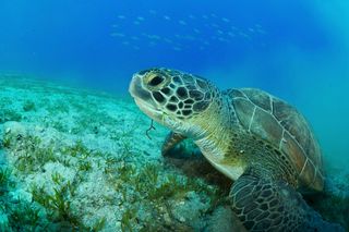 Od Morza Egejskiego po Śródziemne: kompletny przewodnik po nurkowaniu w Turcji