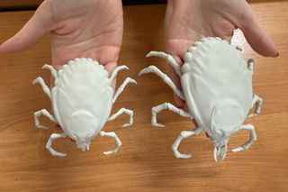 Iławski Sanepid wytwarza wielkie kleszcze. Tak przygotowują się do sympozjum