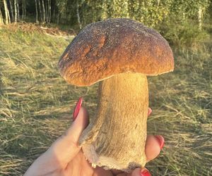 Grzyby w Toruniu