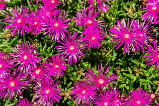 Delosperma