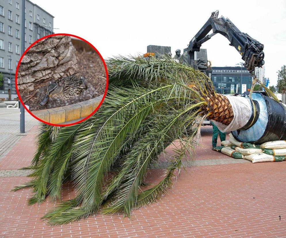 Powrót palm na rynek w Katowicach. Co się stało z Anią?