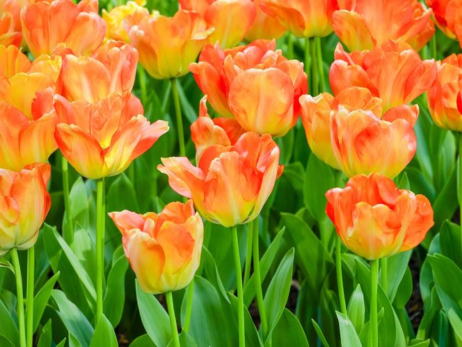 Tulipan 'Orange Princess'