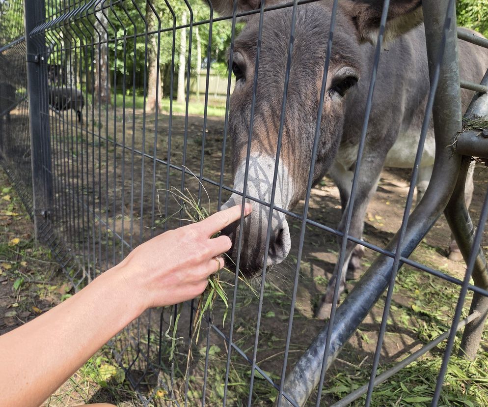 Zaglądamy do mieszkańców bydgoskiego ZOO. Kto mieszka w sercu Myślęcinka?