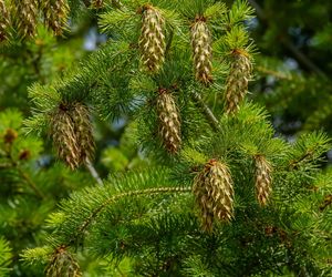 Jak mocno można przyciąć siedmiometrowe daglezje?