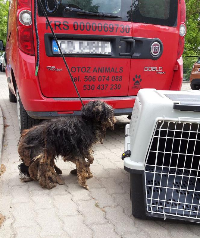 Koronowo: Zaniedbany pies został odebrany właścicielowi