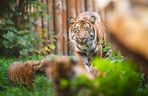 Niesamowite narodziny we wrocławskim zoo. Na świat przyszły cztery tygrysy sumatrzańskie 