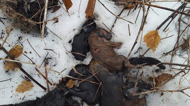 Koszmar podczas interwencji Animalsów w Krośnie