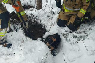 Strażacy uratowali psa z przepustu drogowego