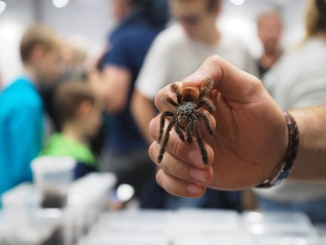 Egzotyczne zwierzęta powracają do Hali Expo! Zobaczycie je już w marcu