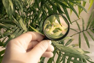 Żółknące końcówki