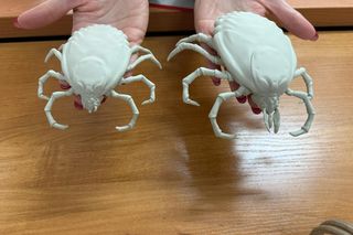 Iławski Sanepid wytwarza wielkie kleszcze. Tak przygotowują się do sympozjum