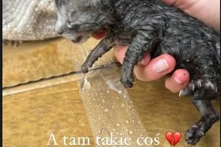 Anna Kurek uratowała kotki przed utonięciem